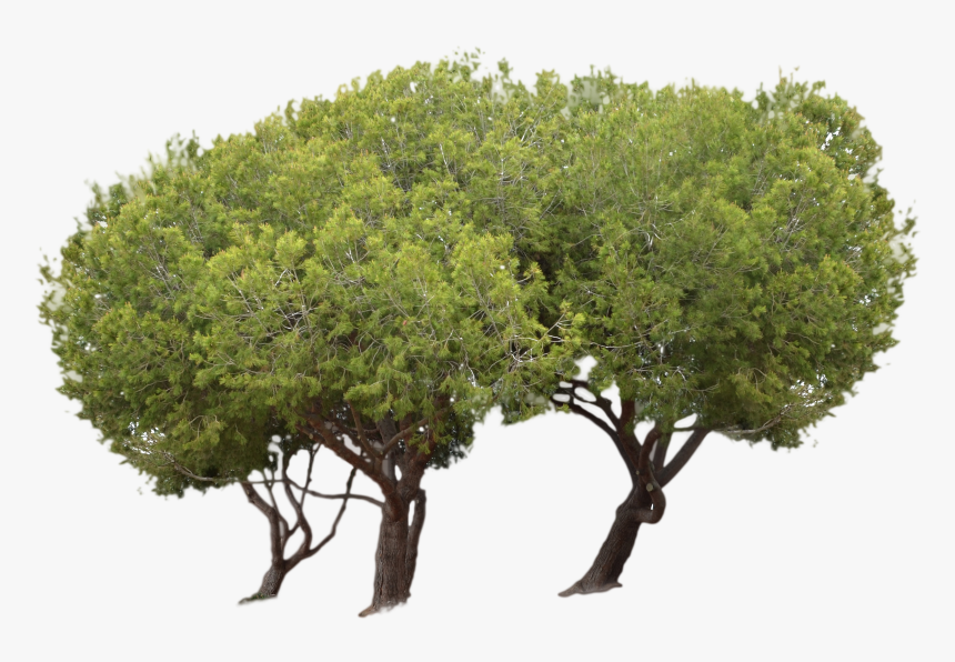 California Live Oak - Tree Park Png, Transparent Png, Free Download