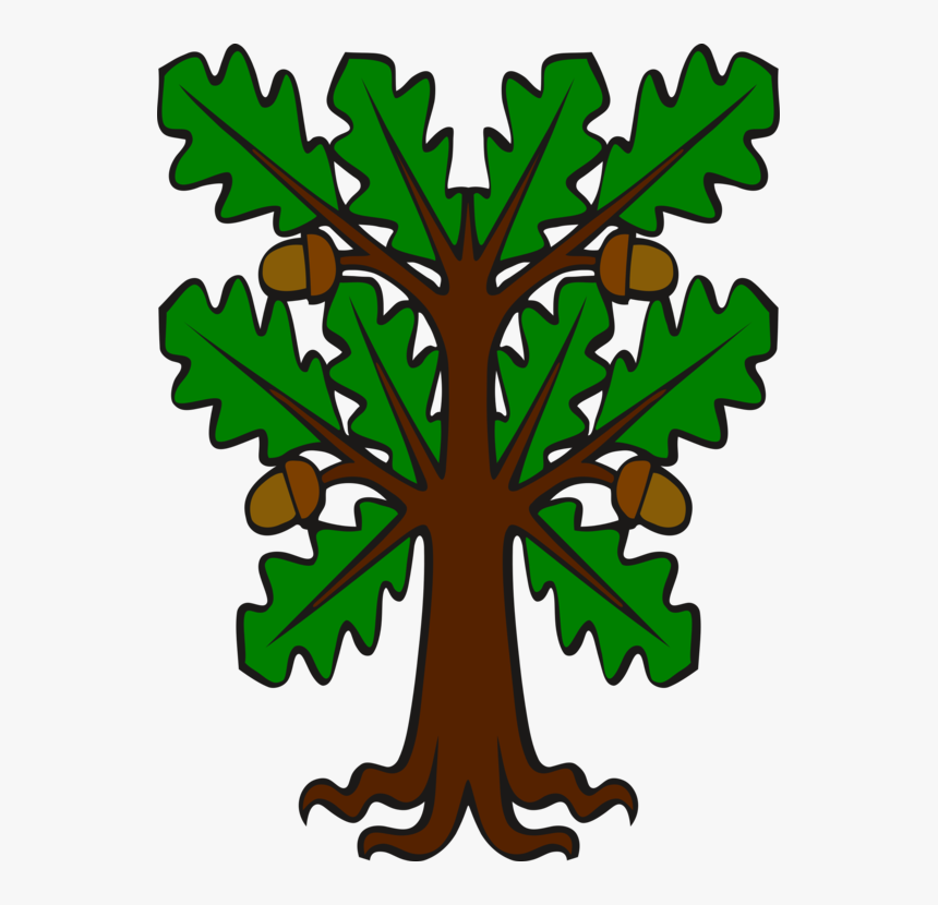 Acorn Leaf English Oak White Oak Southern Live Oak - Cartoon Oak Tree With Acorns, HD Png Download, Free Download