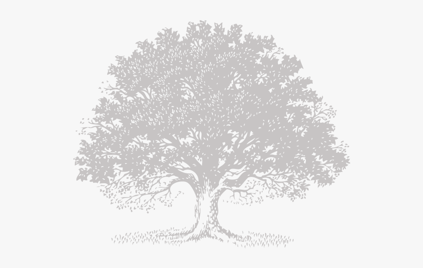 Live Oak Tree Svg Royalty Free Stock - Portable Network Graphics, HD Png Download, Free Download