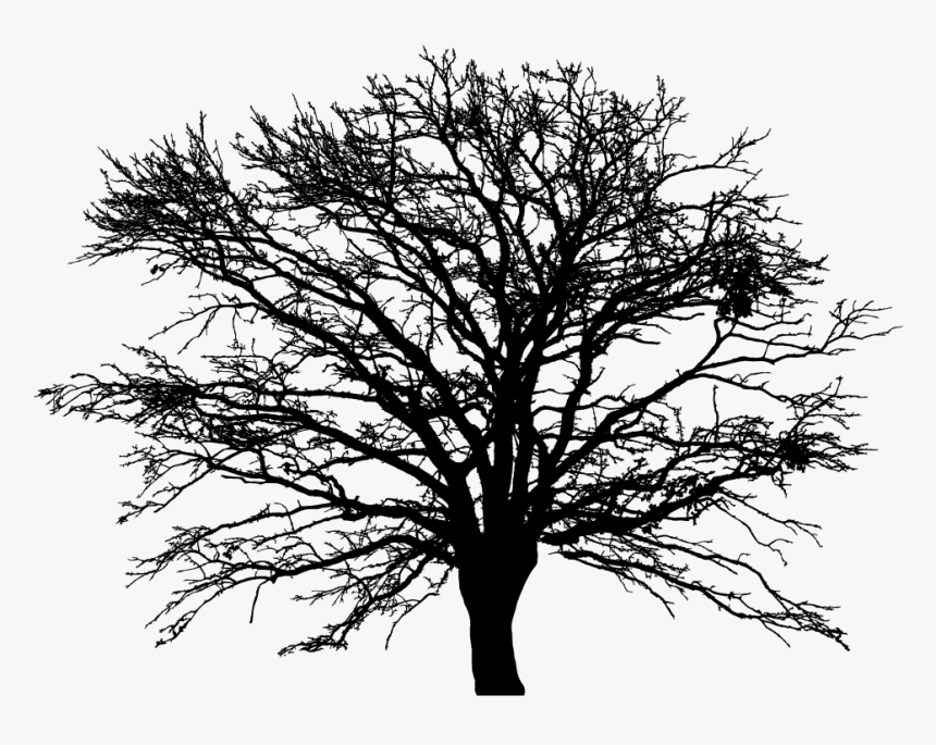 Leafless Winter Tree Silhouette - Winter Trees Silhouette Png, Transparent Png, Free Download