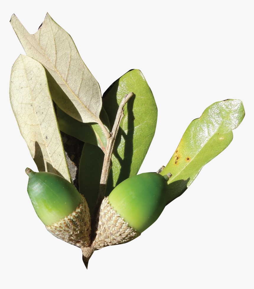 Coast Live Oak Acorn Transparent, HD Png Download, Free Download