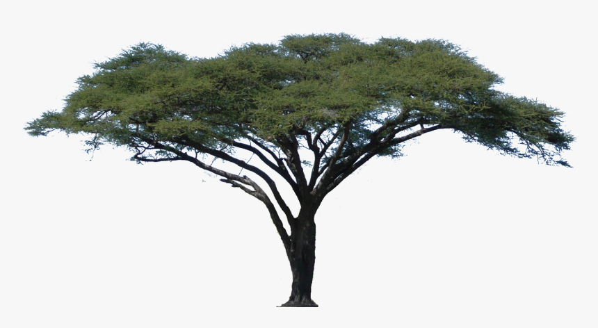 Featured image of post Acacia Tree Drawing 900 vectors stock photos psd files