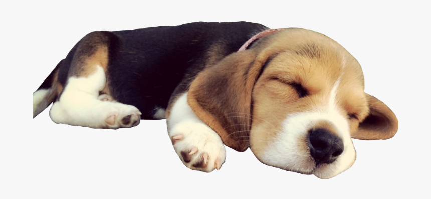 #doggo #dog #sleep #beagle #puppy #cute #sleepingdog - Transparent Dog Sleeping Png, Png Download, Free Download