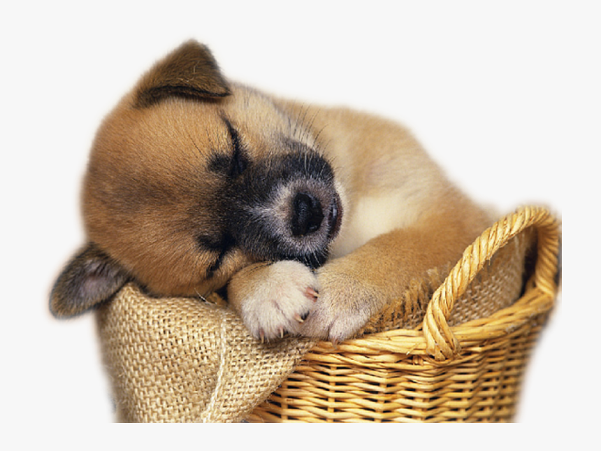 Convert To Base64 Real Puppy - Real Cute Animal Png, Transparent Png, Free Download