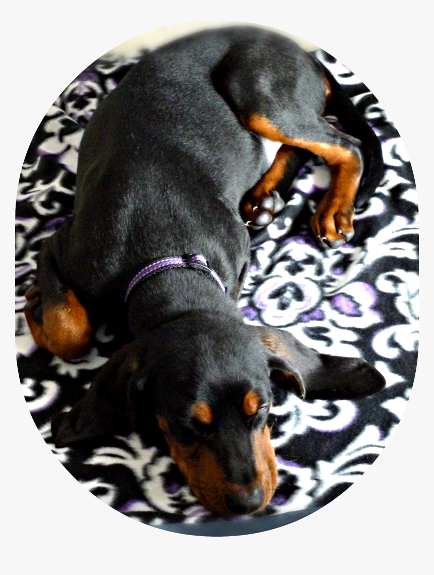 Black And Tan Coonhound Puppy, Sleeping, Age 5 Months - 5 Month Old Black And Tan Hound, HD Png Download, Free Download