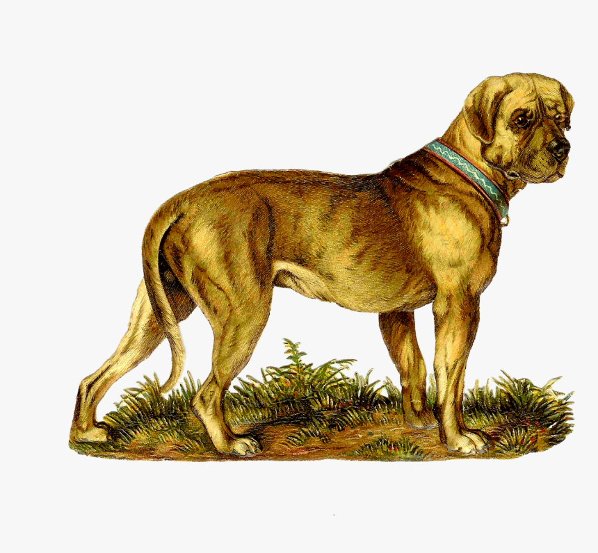 Transparent Great Dane Clipart - Dog Vintage Png, Png Download, Free Download