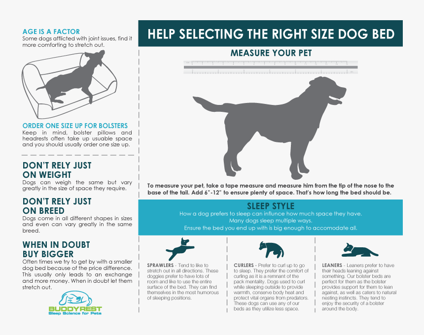How To Choose The Right Size Dog Bed - Companion Dog, HD Png Download, Free Download
