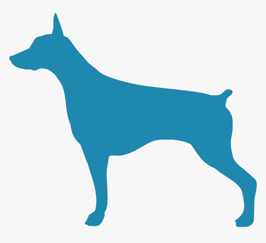 Doberman - Medir A Mi Perro, HD Png Download, Free Download