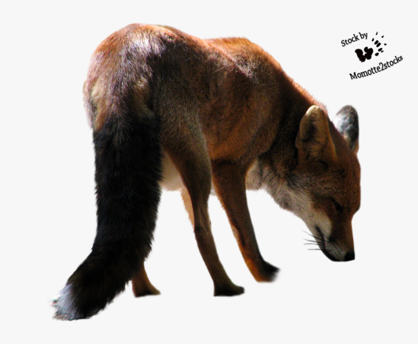 Fox Png - Cut Out Animals Png, Transparent Png, Free Download