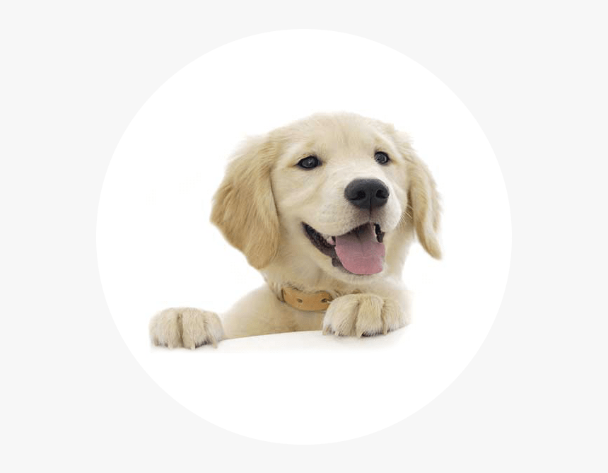 Golden Retriever Puppy, HD Png Download, Free Download