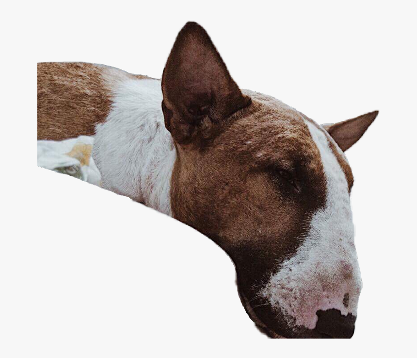 #dog #cute #laydown #sleepy #sleep #sleeping - Bull Terrier (miniature), HD Png Download, Free Download