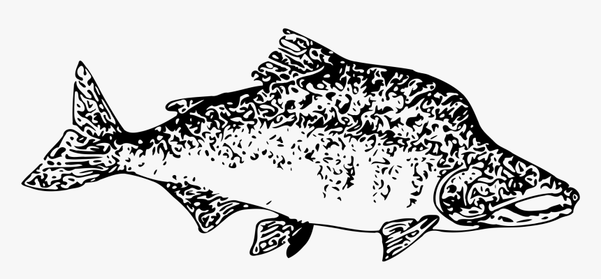 Pink Salmon Clip Arts - Fish Clip Art, HD Png Download, Free Download