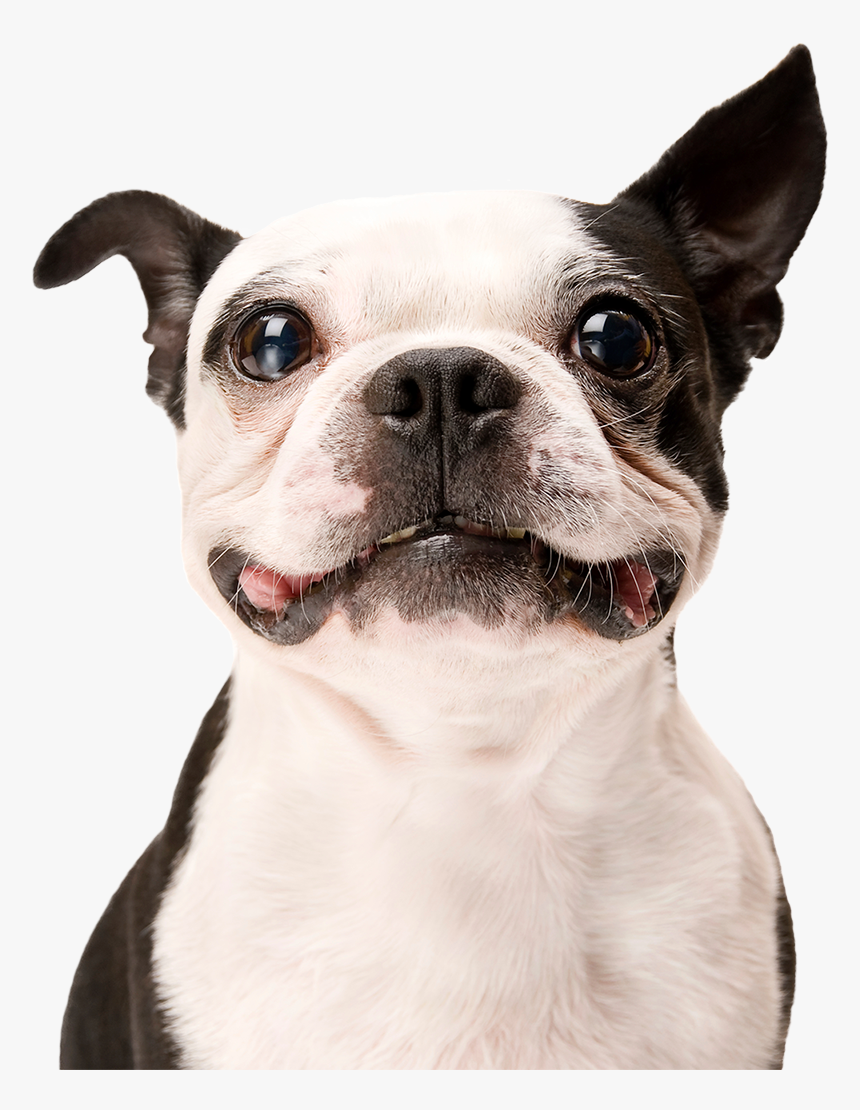 Dog - If You Need A Smile, HD Png Download, Free Download