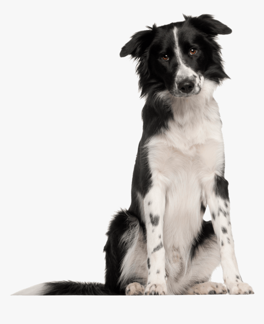 All Natural Dog - Border Collie De 8 Meses, HD Png Download, Free Download
