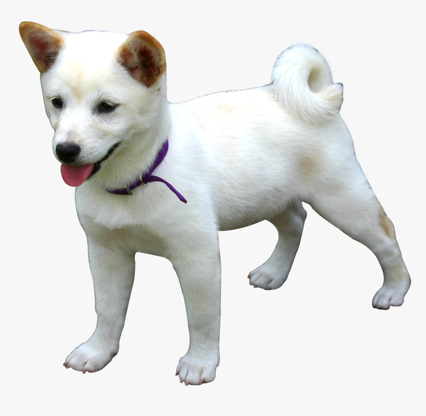 Dog Png Image Pngpix - Dog Png, Transparent Png, Free Download