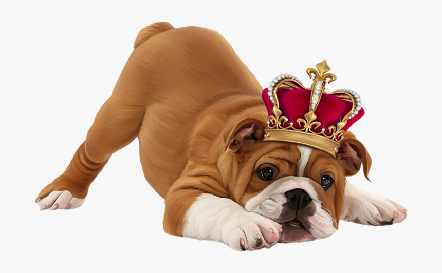 Bulldog Puppy White Background, HD Png Download, Free Download