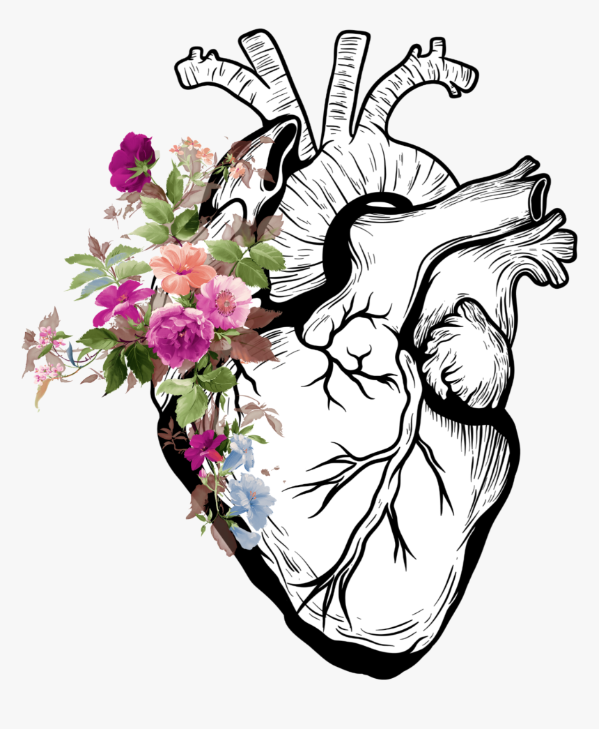 Real Heart Drawing Png, Transparent Png, Free Download