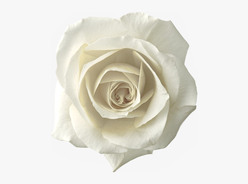 #whiterose #roses #rose #png #sticker #whiteroses #freetoedit - White Rose Png, Transparent Png, Free Download