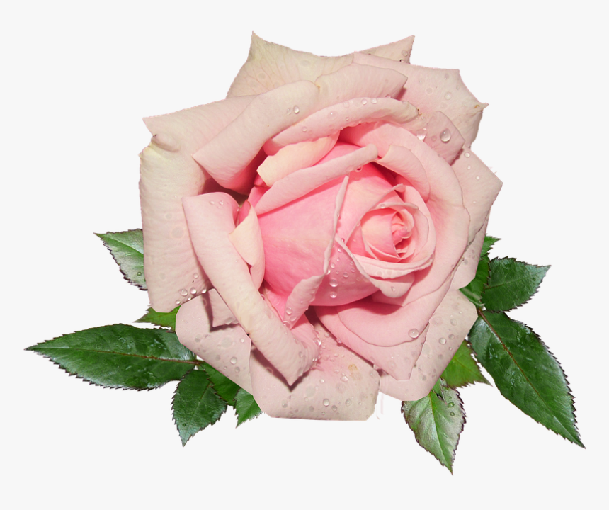 Pink Rose Png Background Image - Pink Rose Transparent Background, Png Download, Free Download