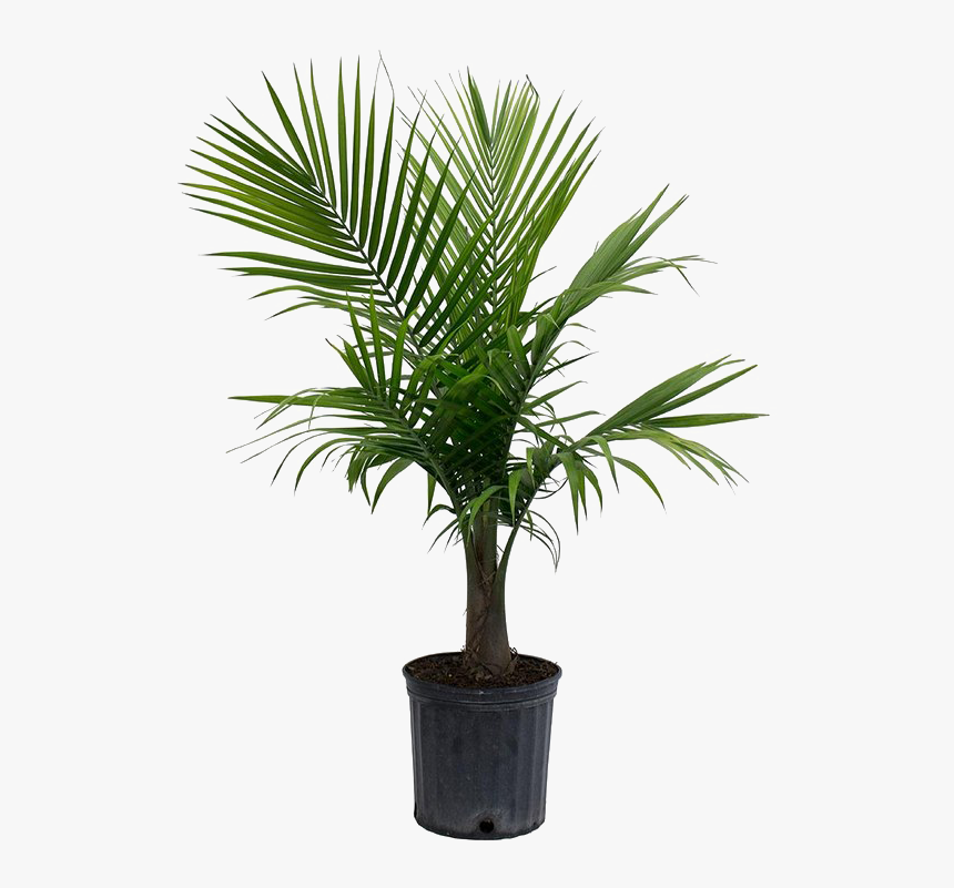 Palm Tree Png Picture - Palm Plant, Transparent Png, Free Download