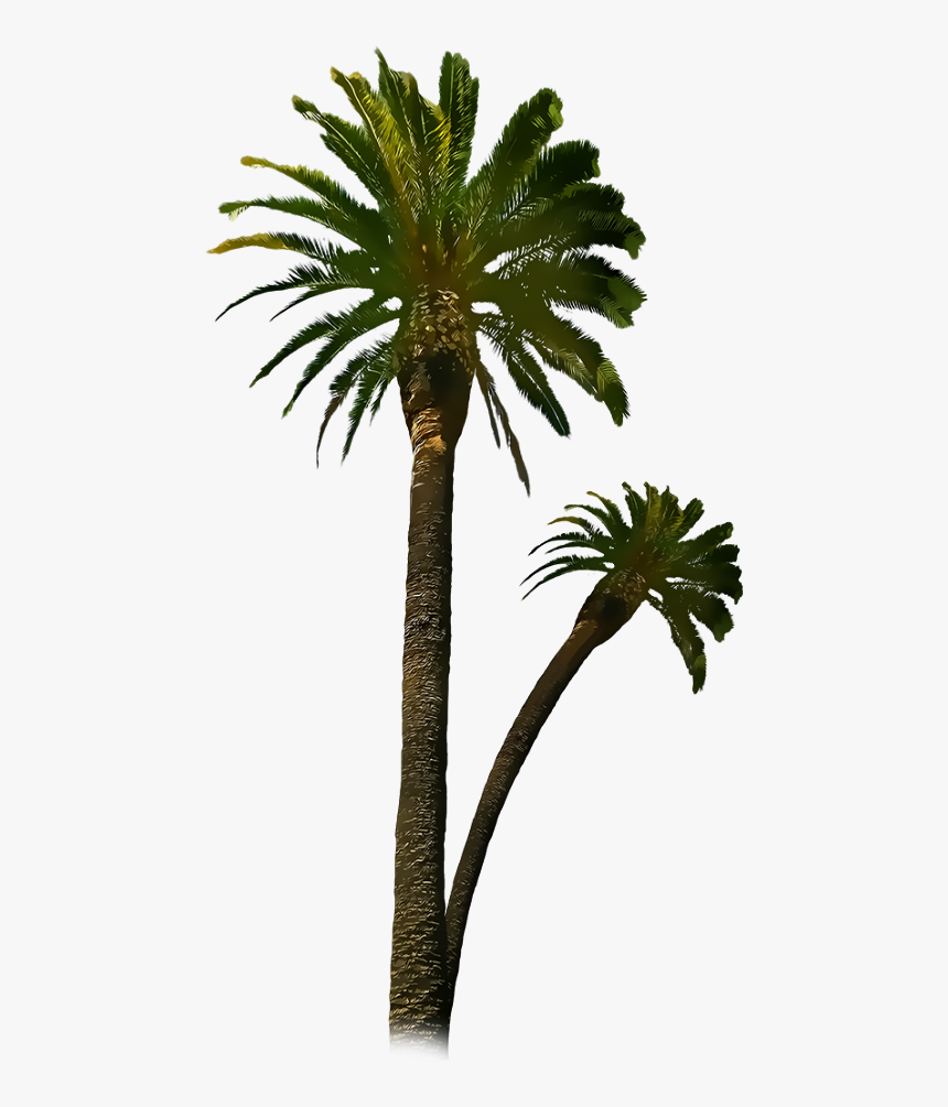 Royal Palm Tree Png - دعاء الثبات على الولايه, Transparent Png, Free Download