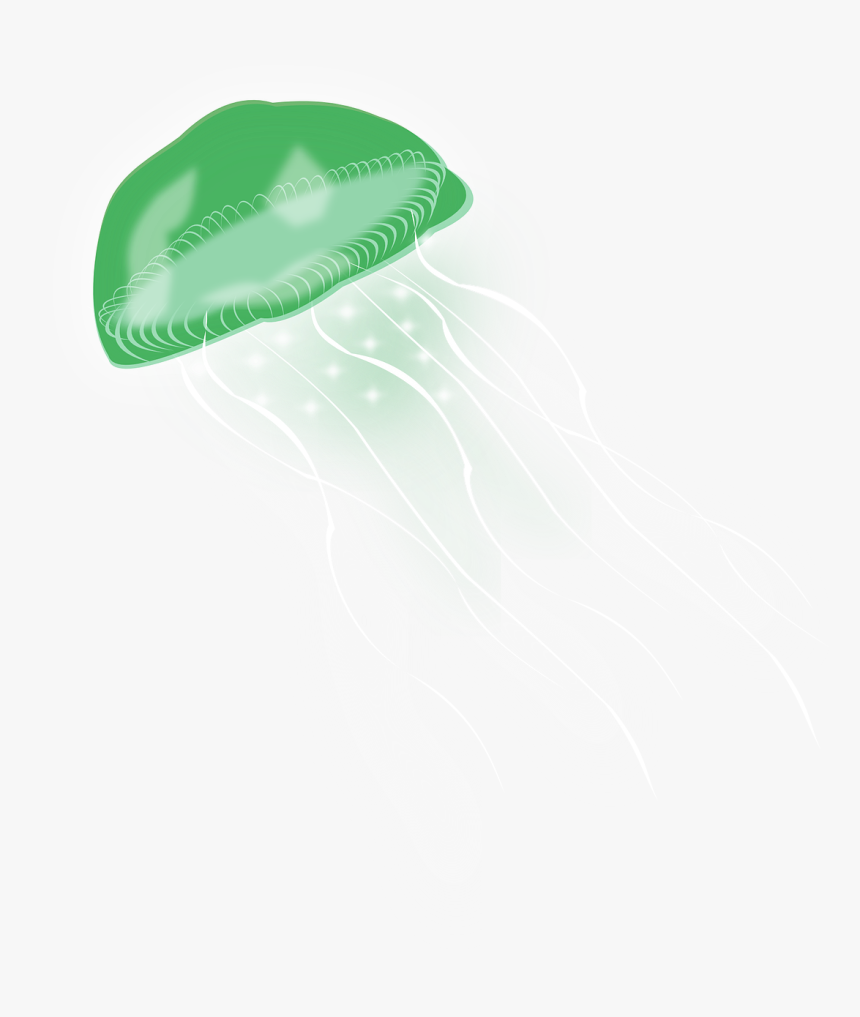 Box Jellyfish, HD Png Download, Free Download