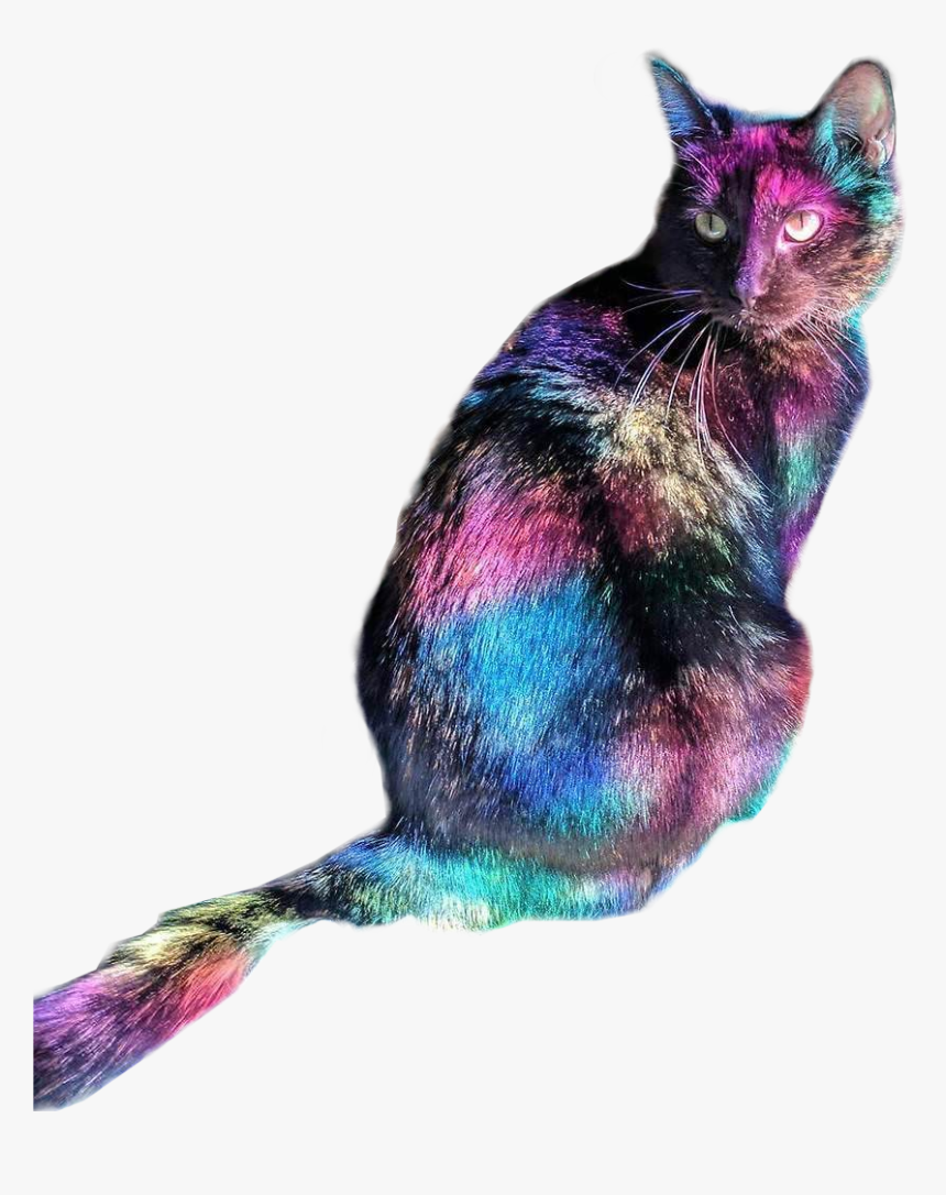 Cat Yawns, HD Png Download, Free Download