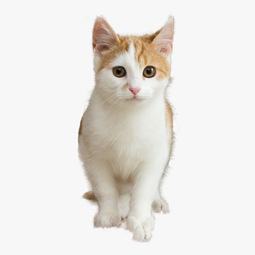 Kitten Cat, HD Png Download, Free Download