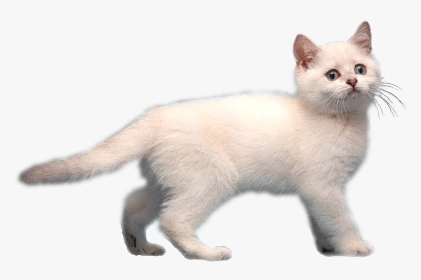 Transparent White Cat Png - White Cat Transparent Background, Png Download, Free Download