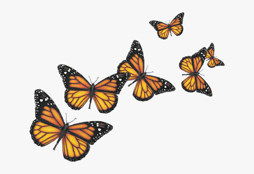 Six Butterflies - Transparent Background Butterflies Png, Png Download, Free Download