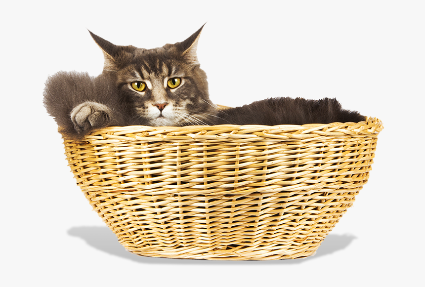 Lanai Cat Sanctuary - Cat Outside The Basket, HD Png Download, Free Download