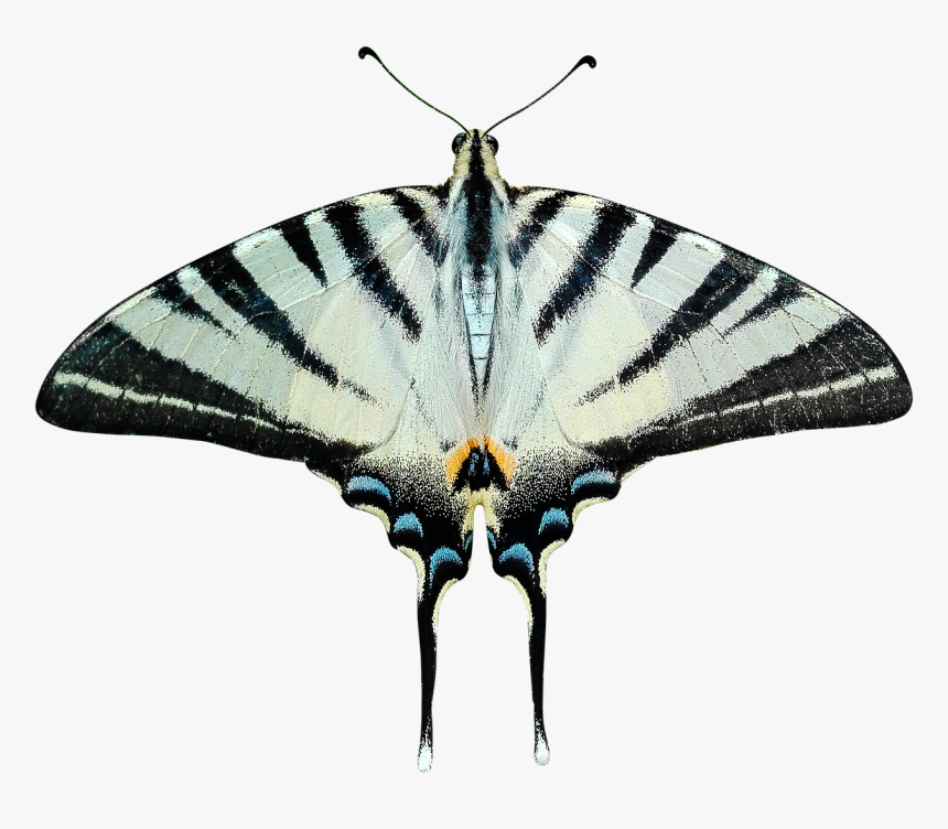 Moth Transparent, HD Png Download, Free Download