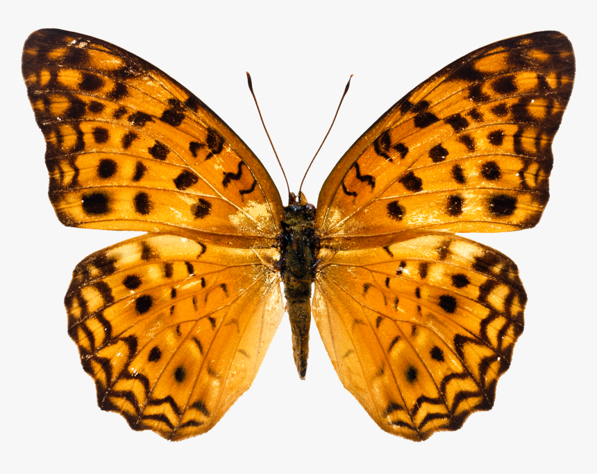 Butterfly Png Image, Transparent Png, Free Download