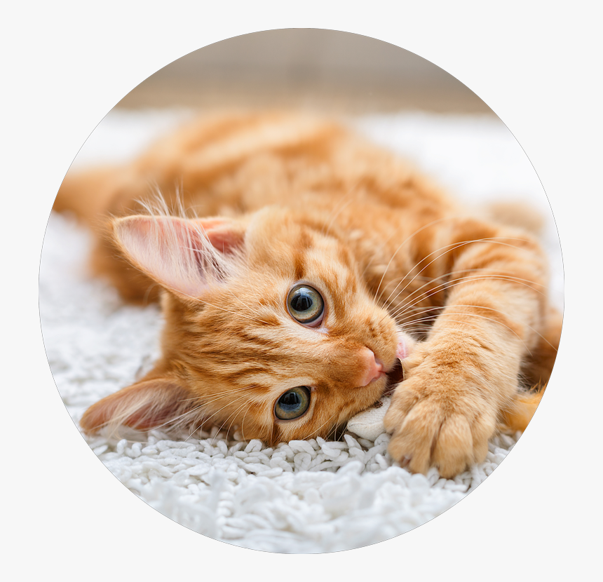 Cute Cat, HD Png Download, Free Download