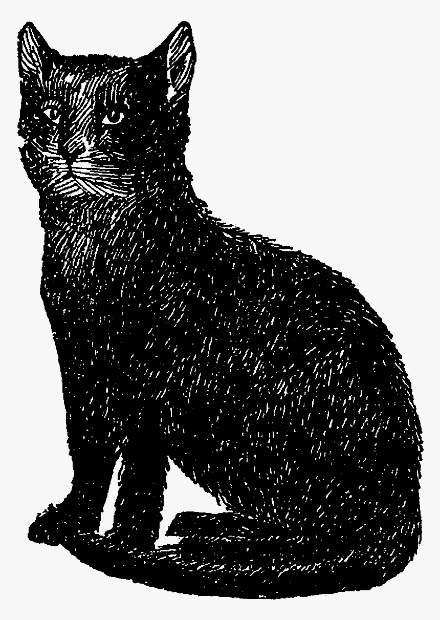 Cat Black Image Illustration - Vintage Black Cat Illustration, HD Png Download, Free Download