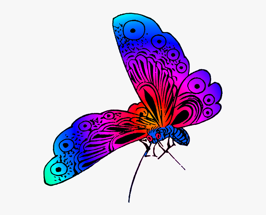 Beautiful Butterfly Image - Beautiful Color Of Butterfly, HD Png Download, Free Download