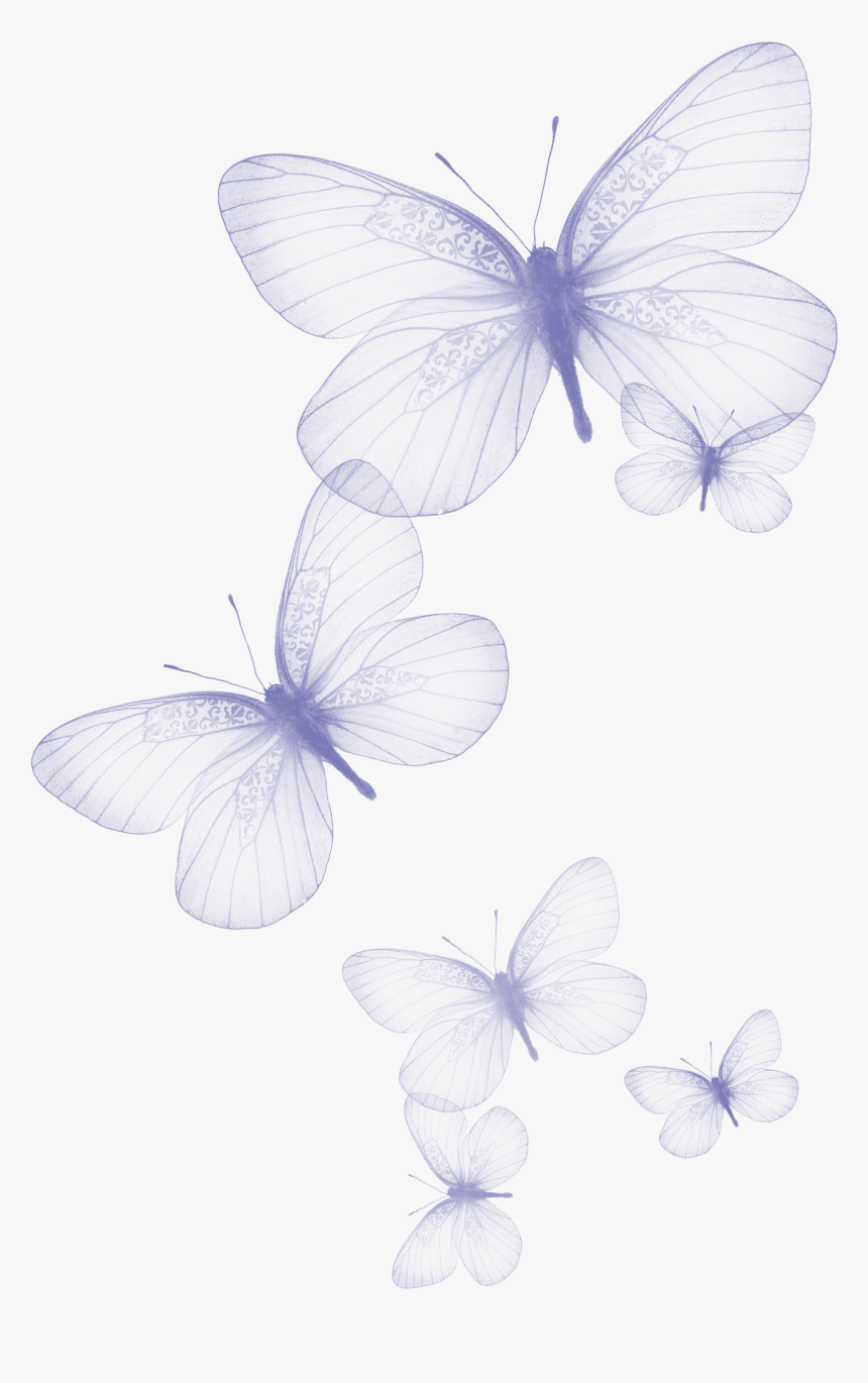 Transparent Butterfly Clipart Black And White - Butterfly Background Transparent White Jpg, HD Png Download, Free Download