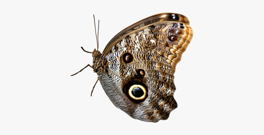 Brush-footed Butterfly, HD Png Download, Free Download