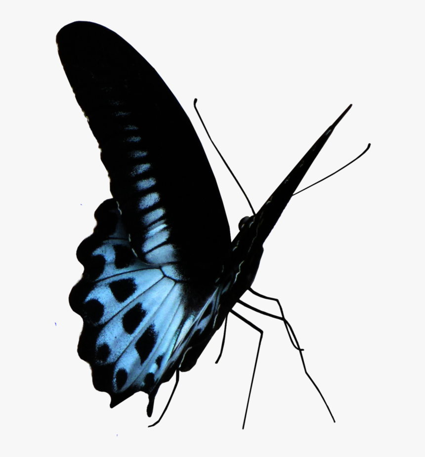 Blue Butterfly Png - Papilio, Transparent Png, Free Download