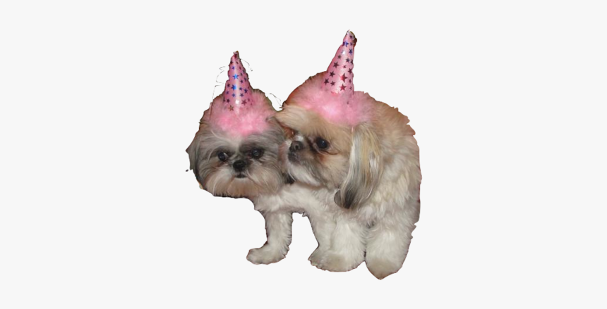 Birthday Dog Png Pluspng - Dogs With Party Hats Png, Transparent Png, Free Download