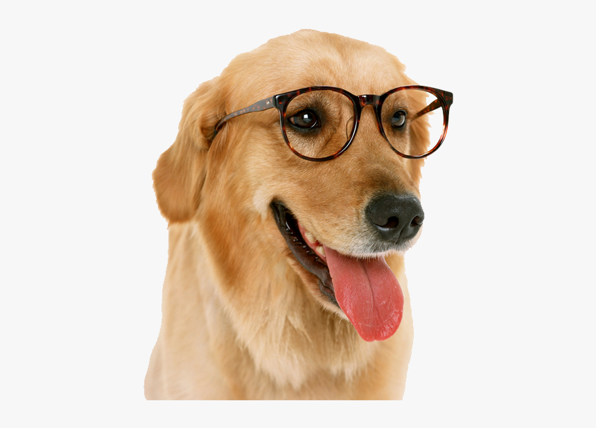 Dog Png Index Content Uploads - Dog With Glasses Transparent Png, Png Download, Free Download