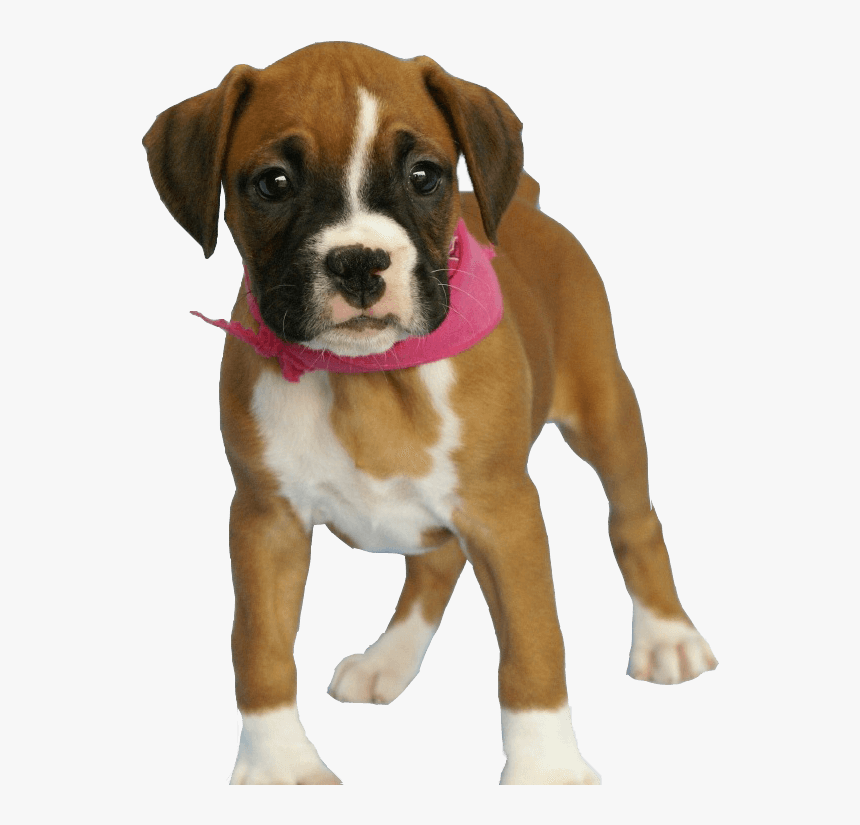 37 Dog Png Image Picture Download Dogs - Brown Baby Boxer Dog, Transparent Png, Free Download