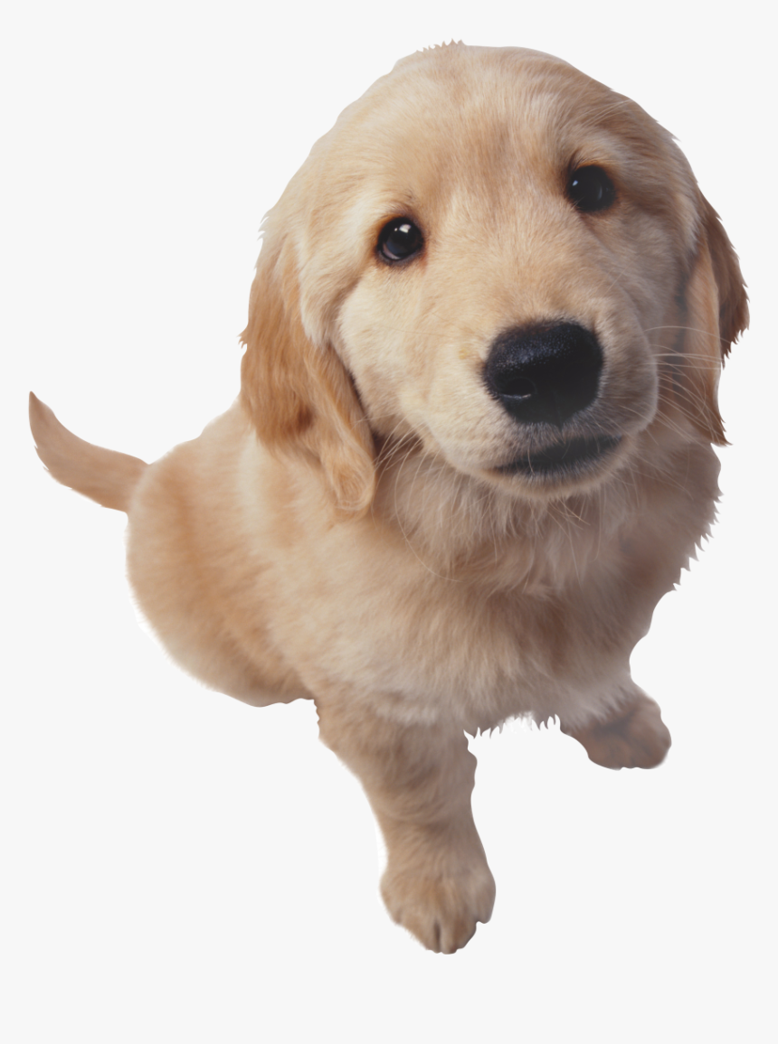 Golden Retriever Png Hd Photo - Puppy Golden Retriever Png, Transparent Png, Free Download