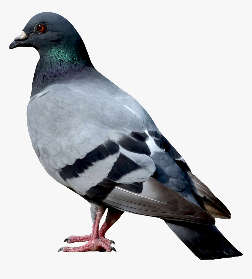 Pigeon Png Image - Dove Images Png, Transparent Png, Free Download