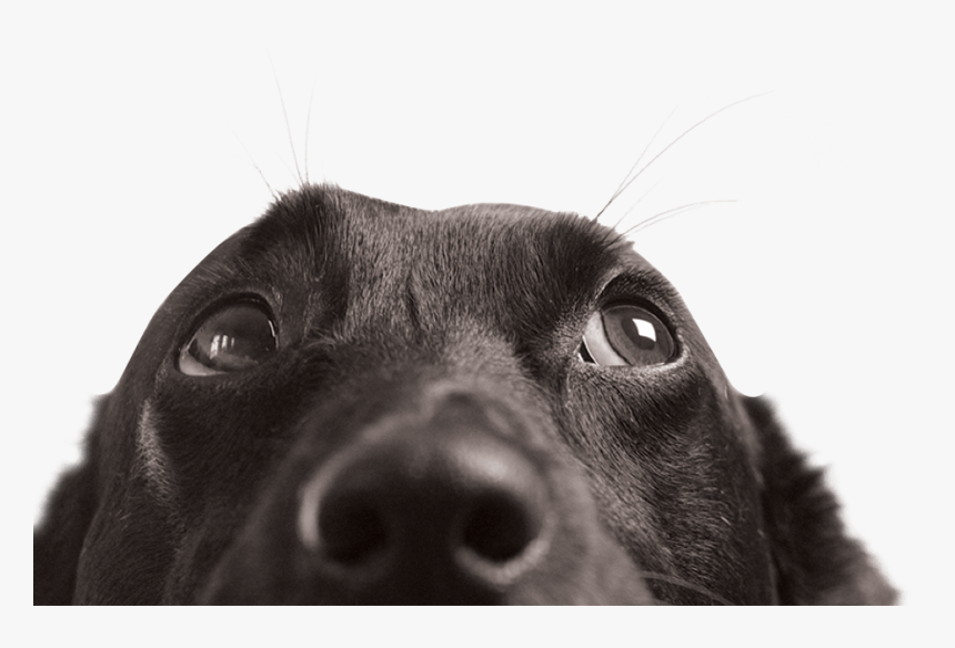 The People Are Very Courteous And The Claims Process - Dog Looking Up, HD Png Download, Free Download