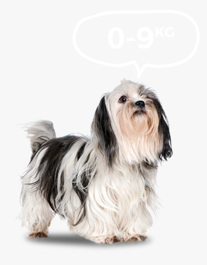 Small Dogs - Bi-monthly - Maltes Mezclado Con Shitzu, HD Png Download, Free Download