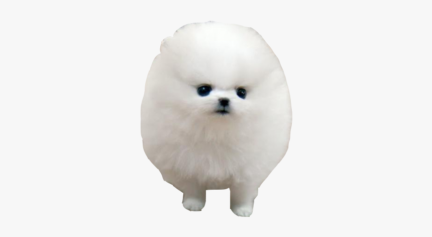 Pomeranian German Spitz Klein Japanese Spitz Volpino - It's So Fluffy I M, HD Png Download, Free Download