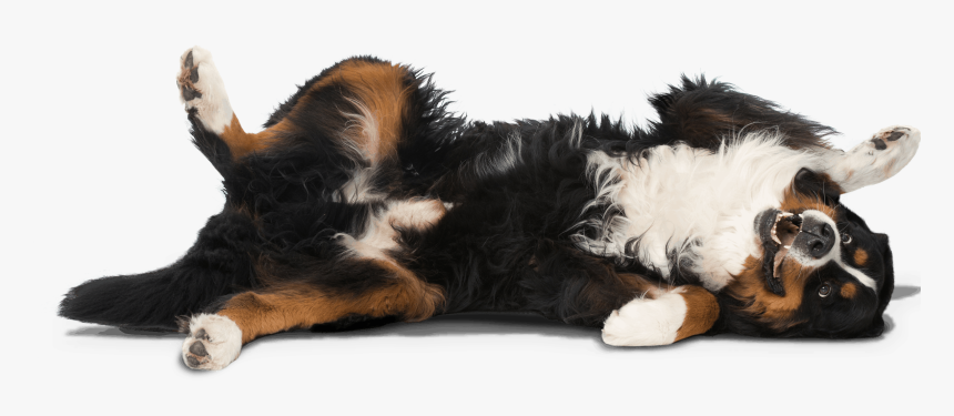 Bernese Mountain Dog, HD Png Download, Free Download