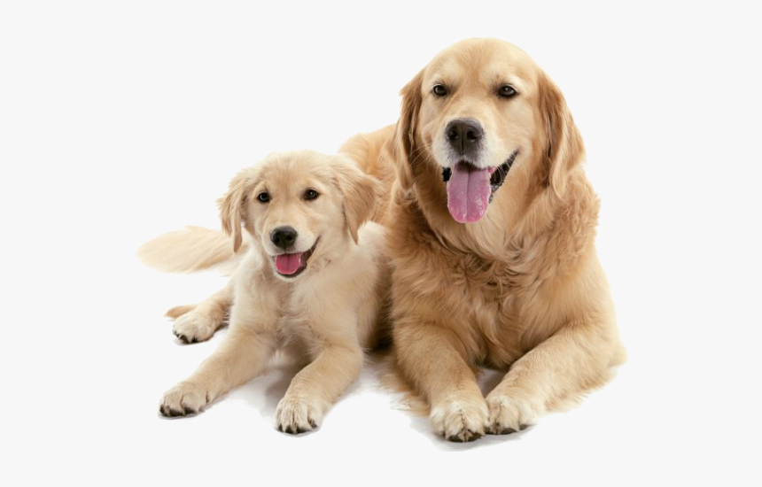 Dog And Puppy Png, Transparent Png, Free Download