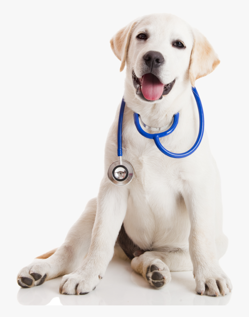 Download Free Png Gresham - Veterinarian Dog, Transparent Png, Free Download